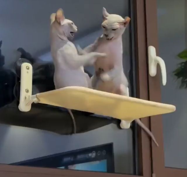 Яростная битва окорочков Яростная битва окорочков