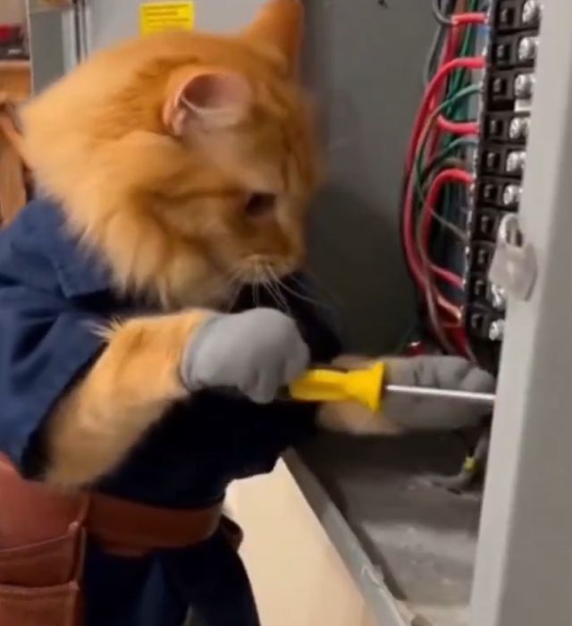 Непростые будни нейрокотов Непростые будни нейрокотов