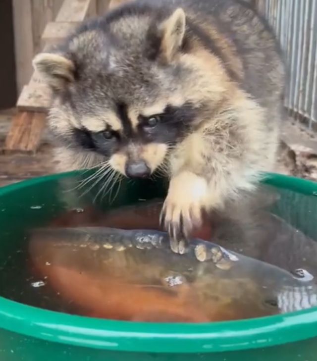 Как прополоскать эту вашу рыбу?