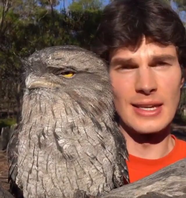 Дымчатый лягушкорот