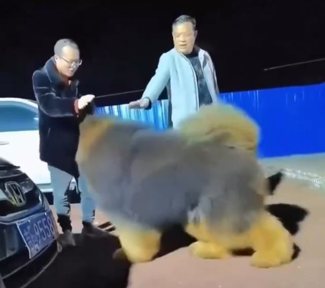 Тибетский мастиф — самая дорогая собака на Земле