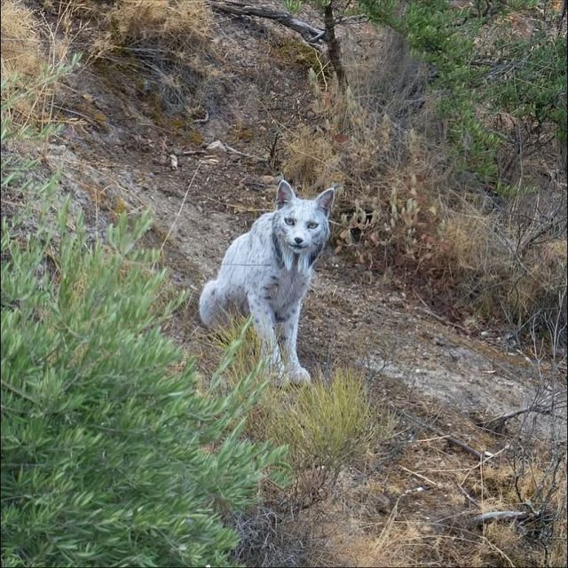В Испании впервые в истории сняли белую рысь В Испании впервые в истории сняли белую рысь