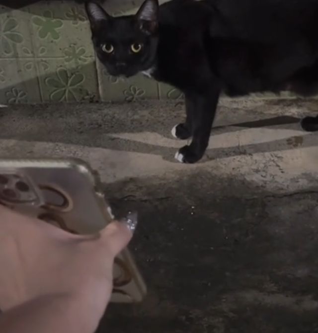 в Таиланде уличные коты помогли найти пропавшего котика в Таиланде уличные коты помогли найти пропавшего котика