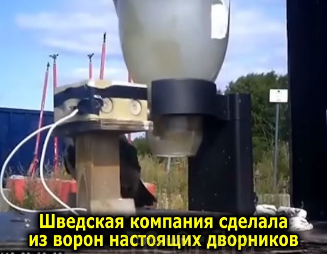 В Швеции придумал простой способ очистить улицы с помощью ворон В Швеции придумал простой способ очистить улицы с помощью ворон