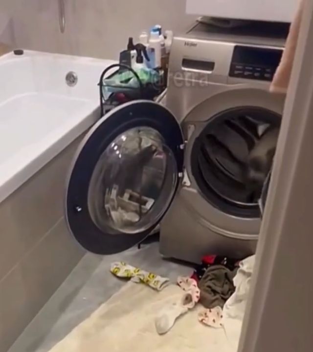 Беговое колесо для кошек