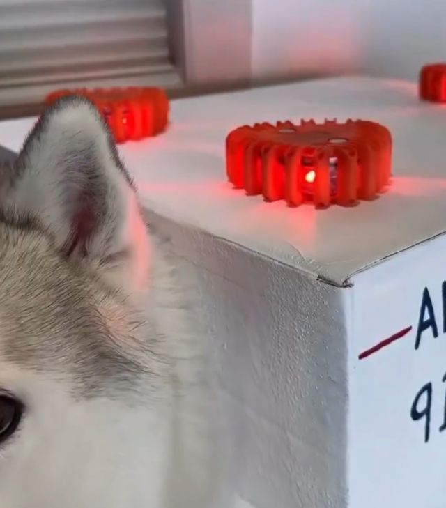 Лучший хэллоуинский костюм для хаски