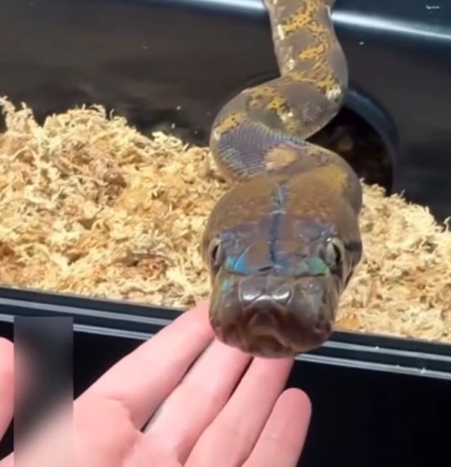 Как чихают змеи