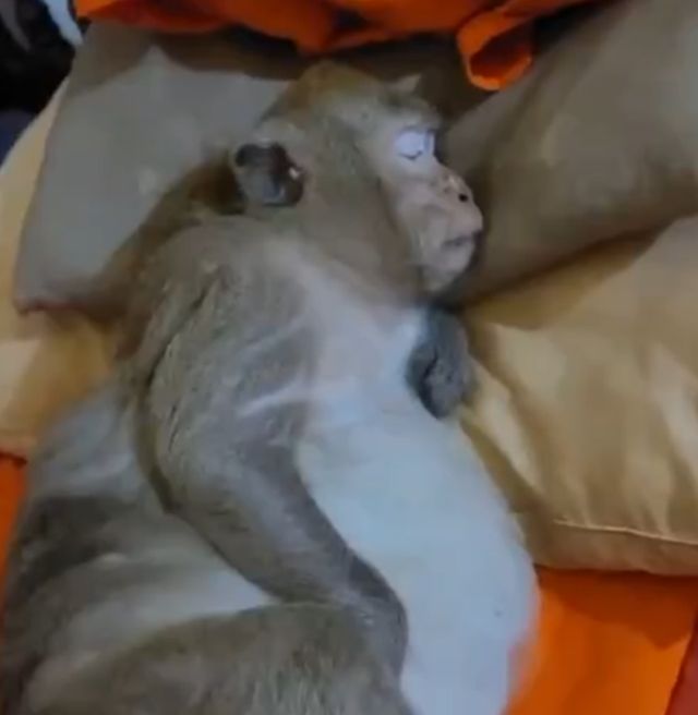 обезьяна спит