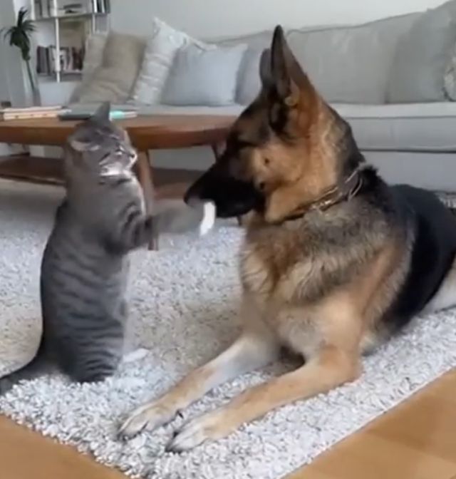 собака и кот