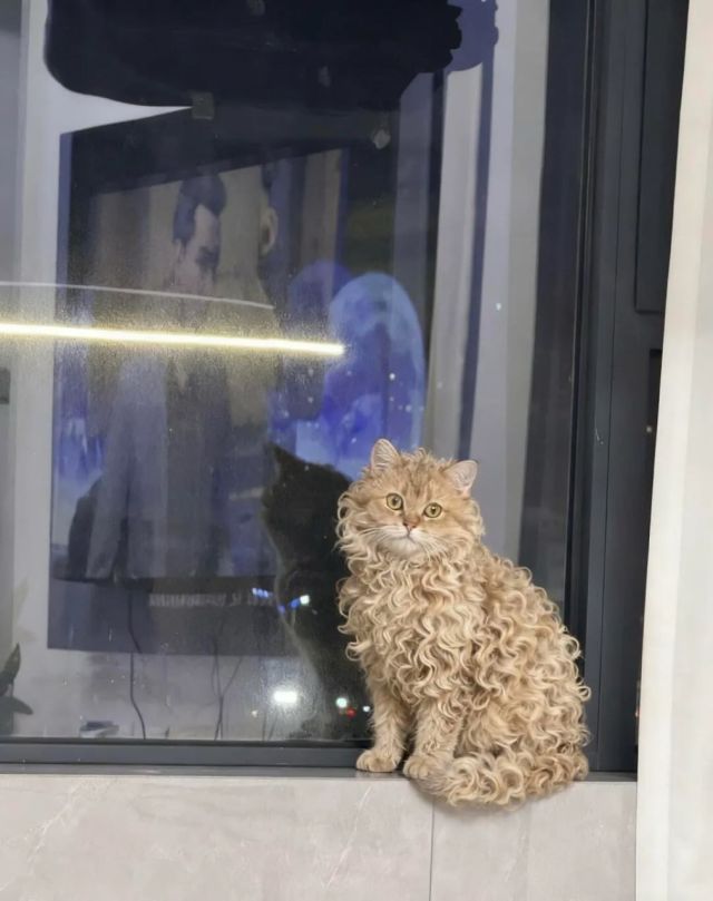 Кошка с идеальными кудряшками завирусилась в Сети