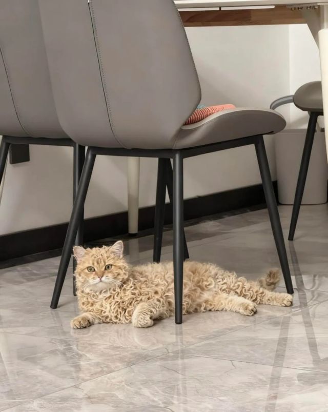 Кошка с идеальными кудряшками завирусилась в Сети