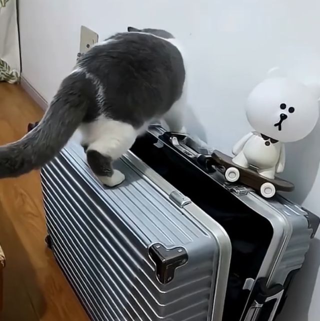 Забавные кошачьи фейлы