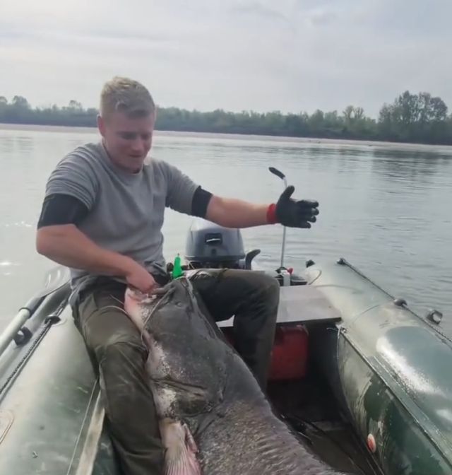 Поляки выловили из озера огромного сома