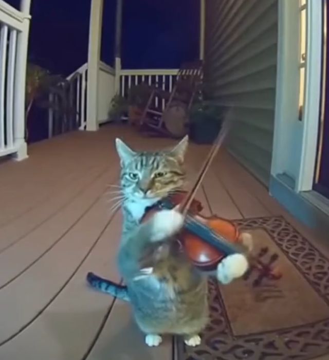 Любой кот каждую ночь