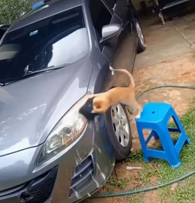 кот моет машину