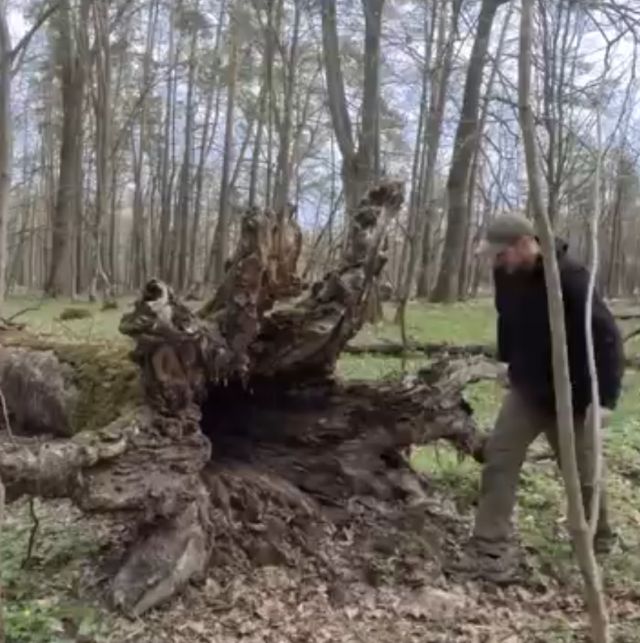 Парень обустроил жилище в упавшем дереве