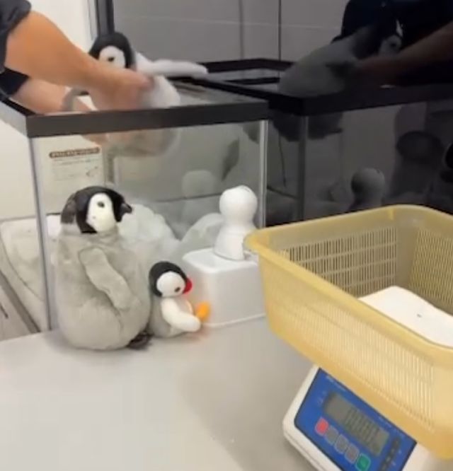 Взвешивание королевского пингвина