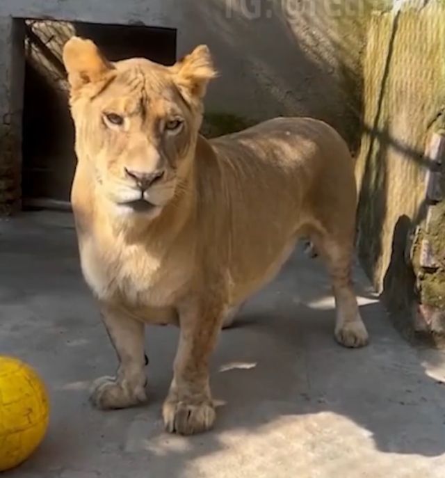 Интернет покорила львица из китайского зоопарка