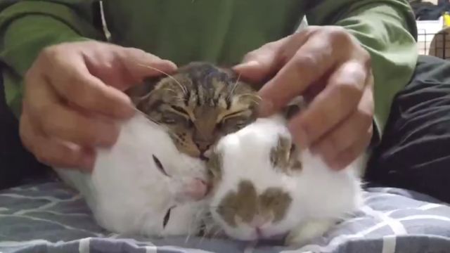 Какой из этих трёх котиков ненастоящий