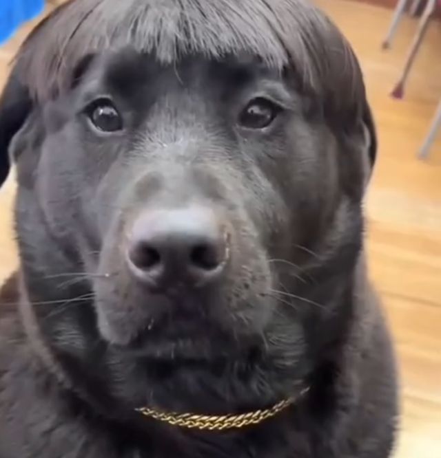 Неделя собачьей моды