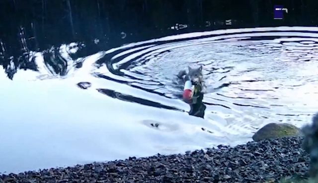 Дикие волки научились рыбачить
