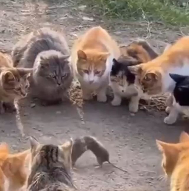 Коты устроили гладиаторские бои с мышами