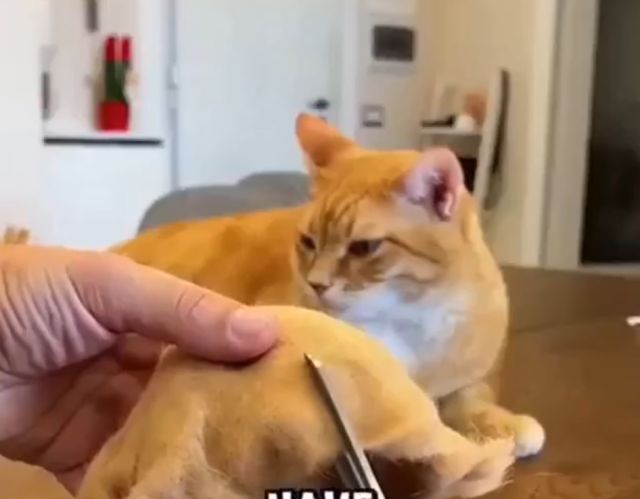 Что делать с шерстью своего питомца