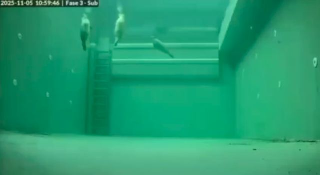 как спят тюлени