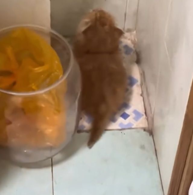 Такой маленький, а уже суетолог