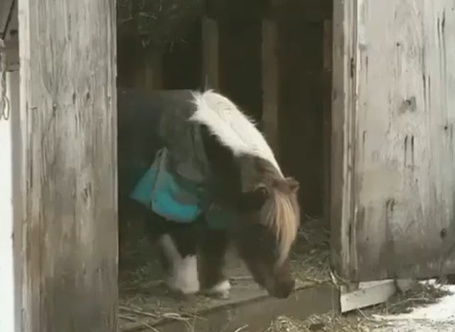 Пони готовится к главному прыжку в жизни