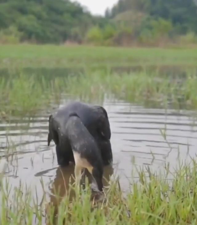 Как выглядит лёгкий перекус баклана