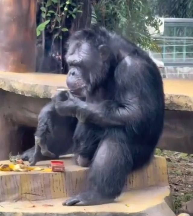 В Китае шимпанзе наказали за частые перекуры на работе