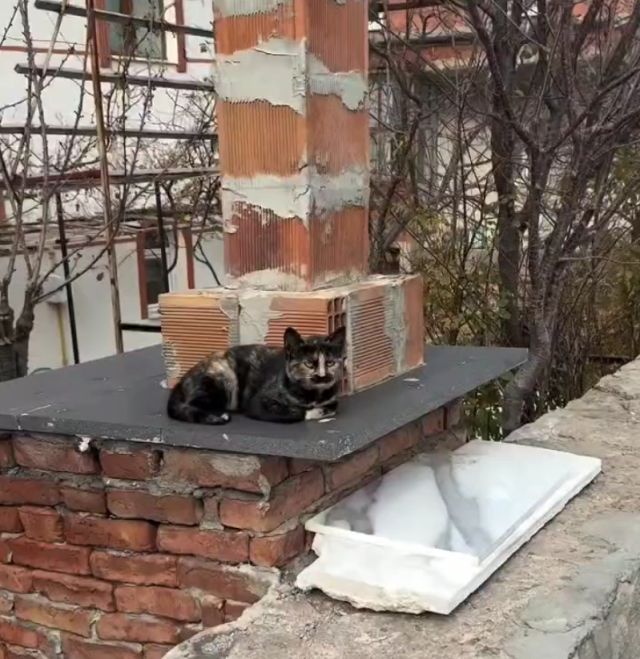 В Турции нашли кота, который выглядит как Леонид Каневский