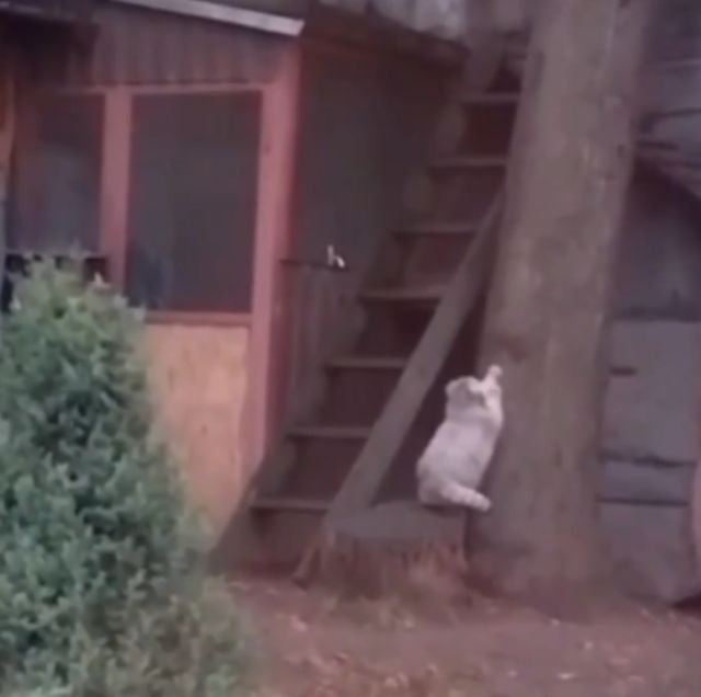 Манул Тимофей