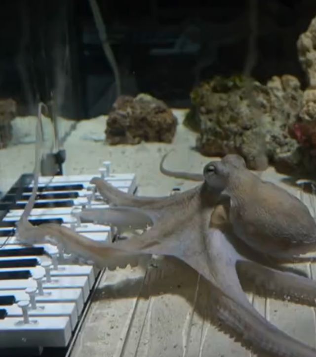 Парень потратил полгода, чтобы научить осьминога играть на пианино