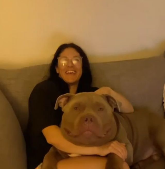 американский булли с огромной головой