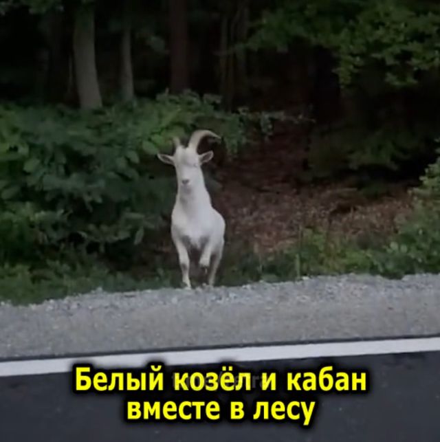 Как поляк встретил сразу и козла, и кабана