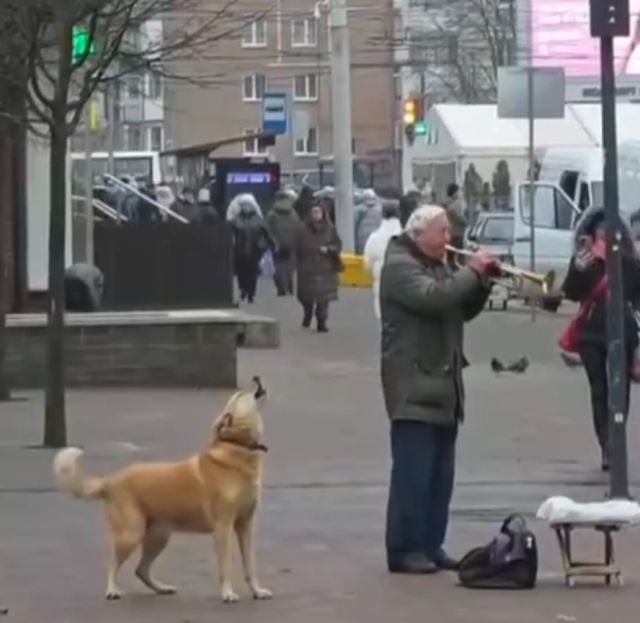 Собака решила помочь уличному музыканту