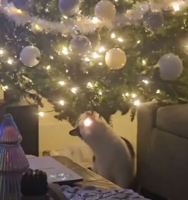 кот грызет гирлянду