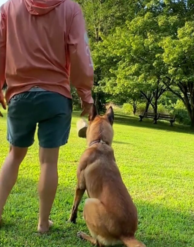 Бельгийские малинуа