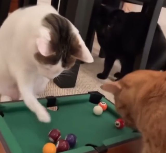 Лучший подарок котам на Новый год