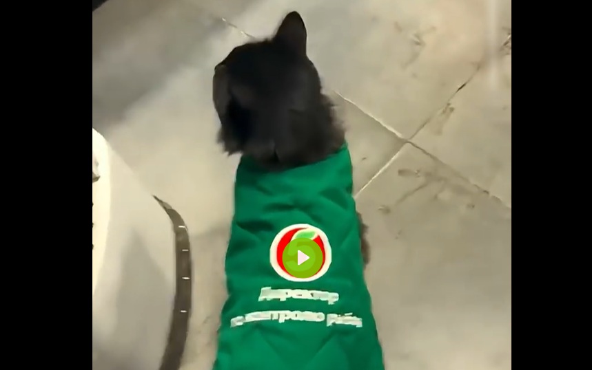 Кошка в сетевом магазине