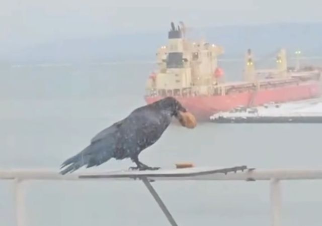 Самого жадного ворона засняли во Владивостоке