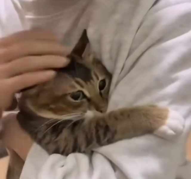 Коты переживают разлуку с хозяином тяжелее, чем собаки