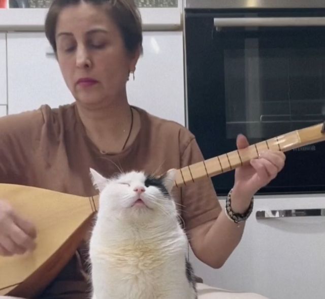 Кот обрёл внутренний покой и улетел в Нирвану