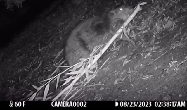 Оказывается, бобры помогают эффективно бороться с лесными пожарами