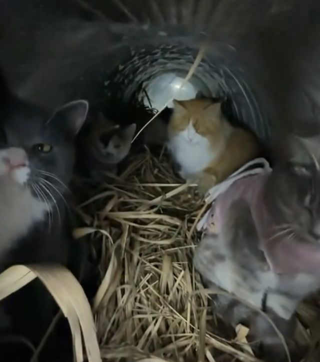 Специальные теплицы для уличных кошек