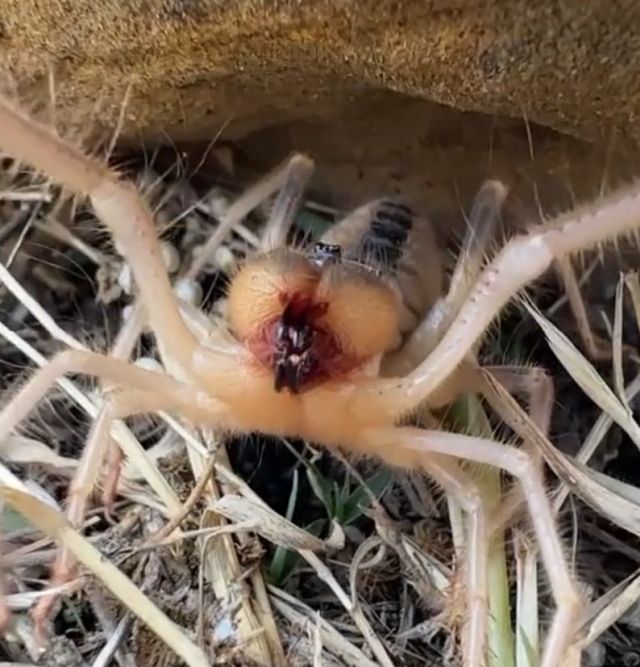 Новый факт о пауках, о котором вы не знали