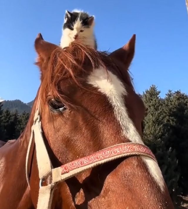 Кот и конь - братья навек