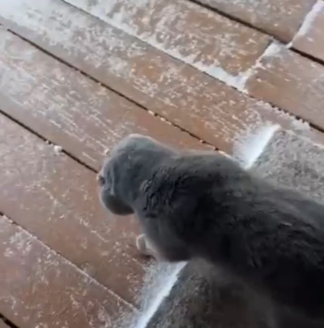 Вышел котик на крыльцо